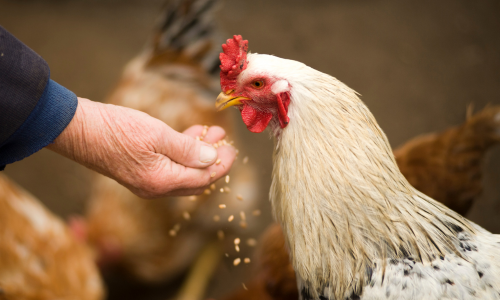 Chicken being hand fed