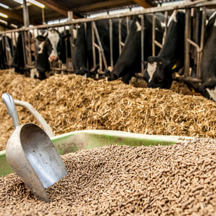 Farm, Feed & FertilizerA metal scoop in a pile of feed with cows in the background