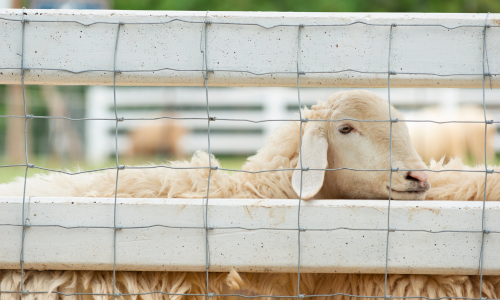 A white lamb behind a white wire fence