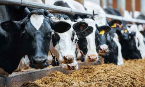 Cows eating cornmeal