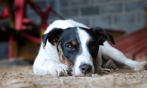 A black and white dog laying down on a barn floor