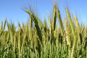 BWI Companies Inc. Triticale Seed