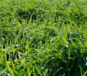 BWI Companies Inc. Nelson Ryegrass