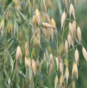 BWI Companies Inc. VNS Oats