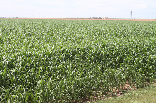 GW Seeds Super Sugar