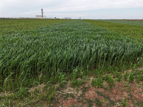 GW Seeds Super Sugar