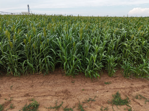 GW Seeds Super Sugar