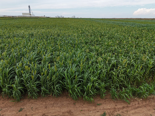 GW Seeds Super Sugar