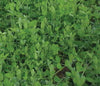 BWI Companies Inc. Austrian Winter Peas