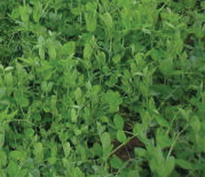 BWI Companies Inc. Austrian Winter Peas